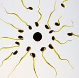 sperms illustration 