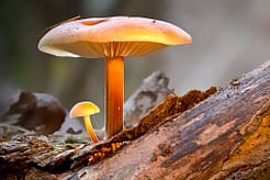 oyster mushrooms