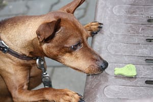brownie